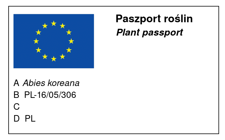 Abies koreana - Koreanpihta