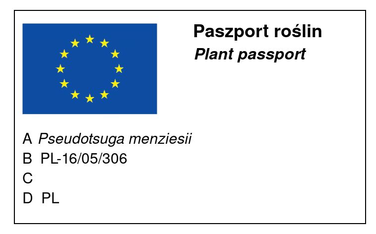 Pseudotsuga menziesii 'Glauca' - Harmaadouglaskuusi