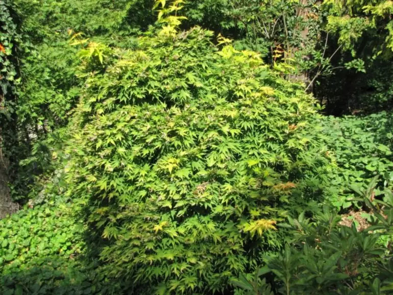 Acer palmatum "Orange Dream" - Japaninvaahtera