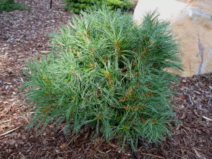 Pinus strobus 'Green Twist' - Kääpiöstrobusmänty