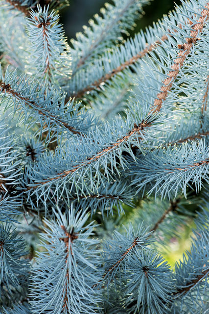 Picea pungens 'Blue Diamond' - Sinikuusi