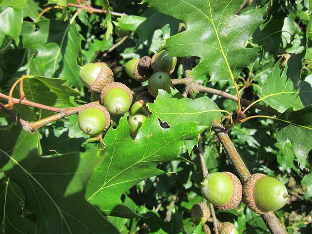 Quercus rubra - Rödek