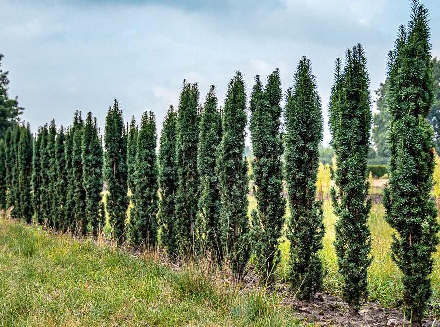 Taxus baccata ’Fastigiata Robusta’ - Pylväsmarjakuusi