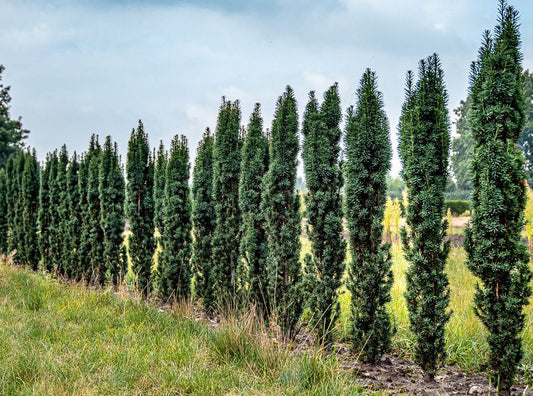 Taxus baccata ’Fastigiata Robusta’ - Pylväsmarjakuusi