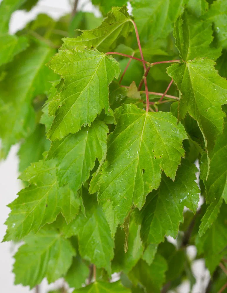 Acer tataricum 'Ginnala Fire' - Tataarivaahtera, pikkuvaahtera