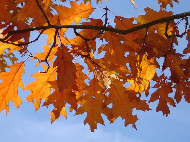Quercus rubra - Rödek