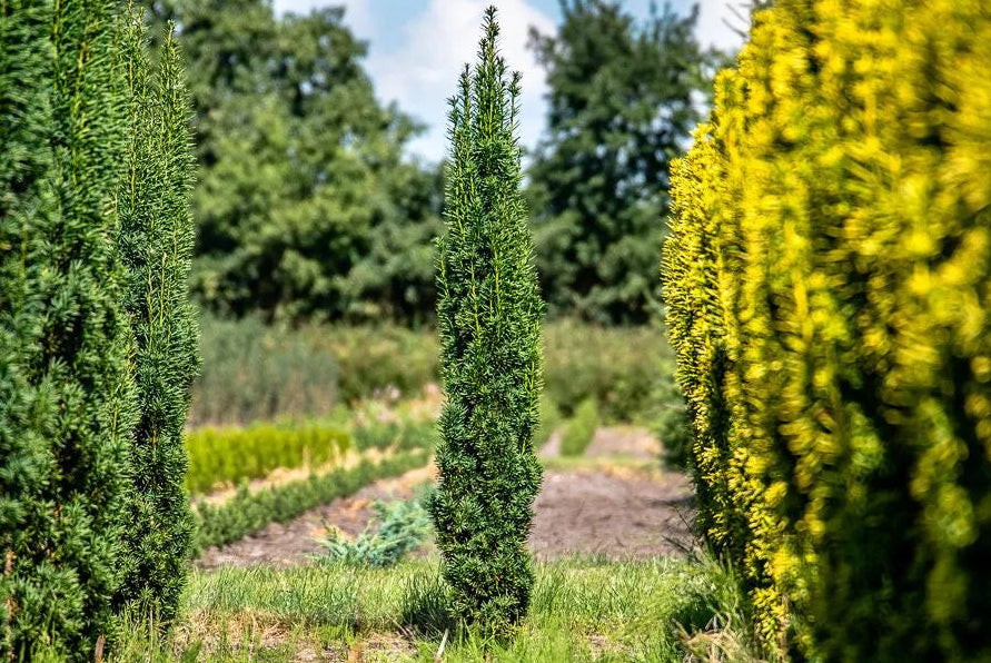Taxus baccata ’Fastigiata Robusta’ - Pylväsmarjakuusi