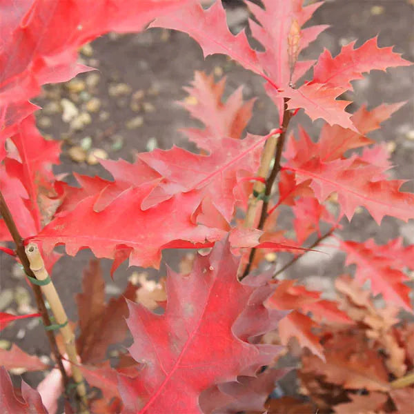 Quercus rubra - Rödek