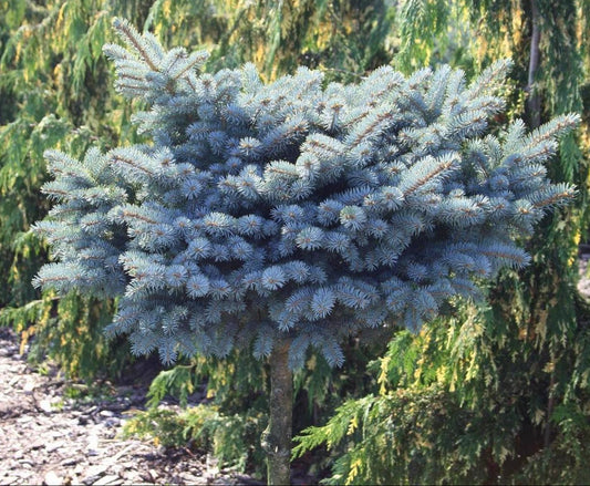Picea pungens 'Glauca Globosa' Pa 60 - Kääpiösinikuusi (hopea)