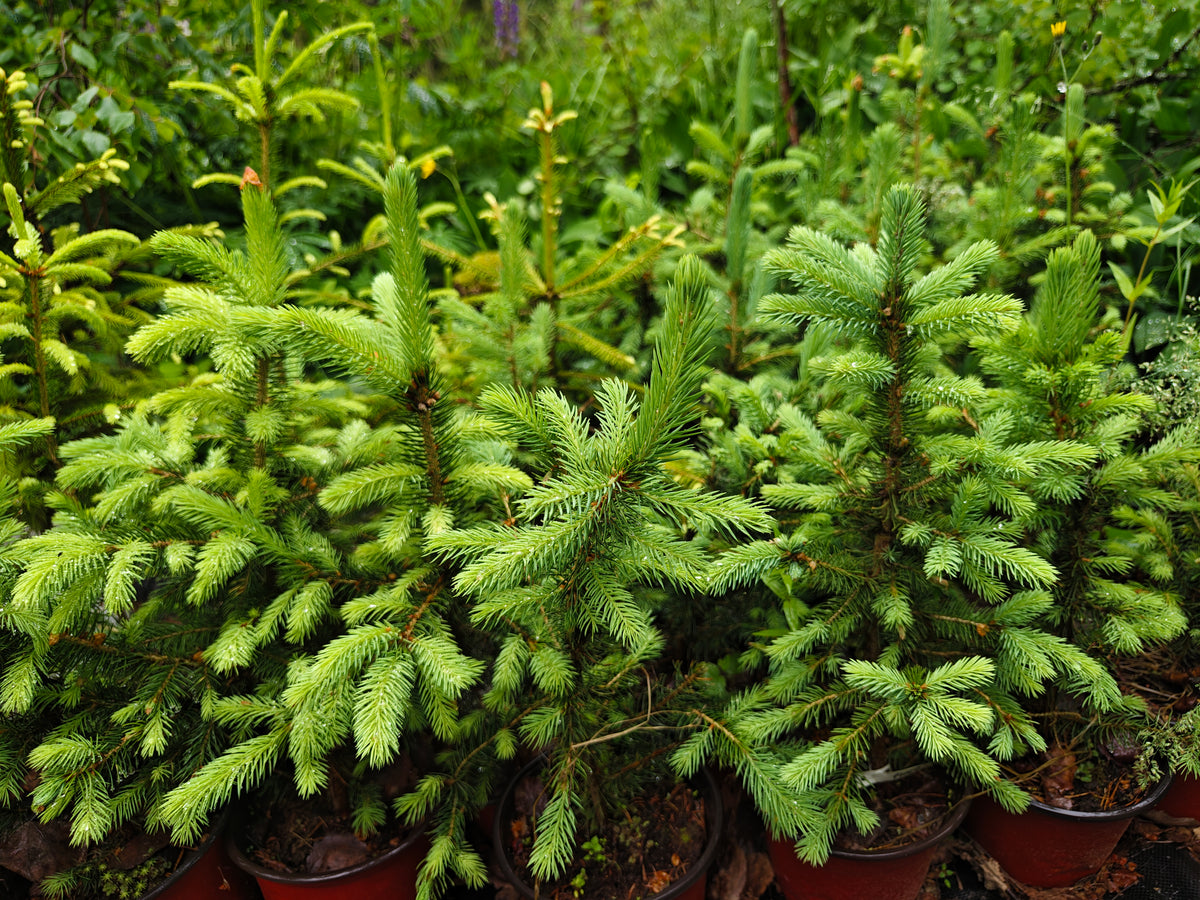 Picea pungens 'Glauca' - Hopeakuusi