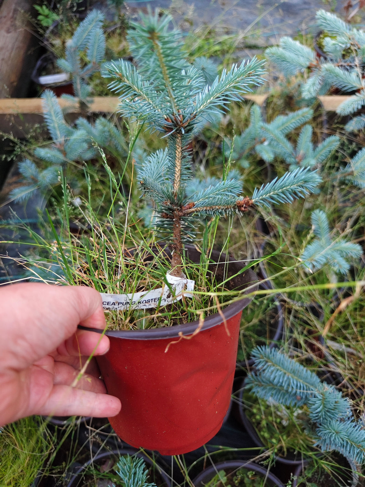 Picea Pungens 'Koster' – Blågran