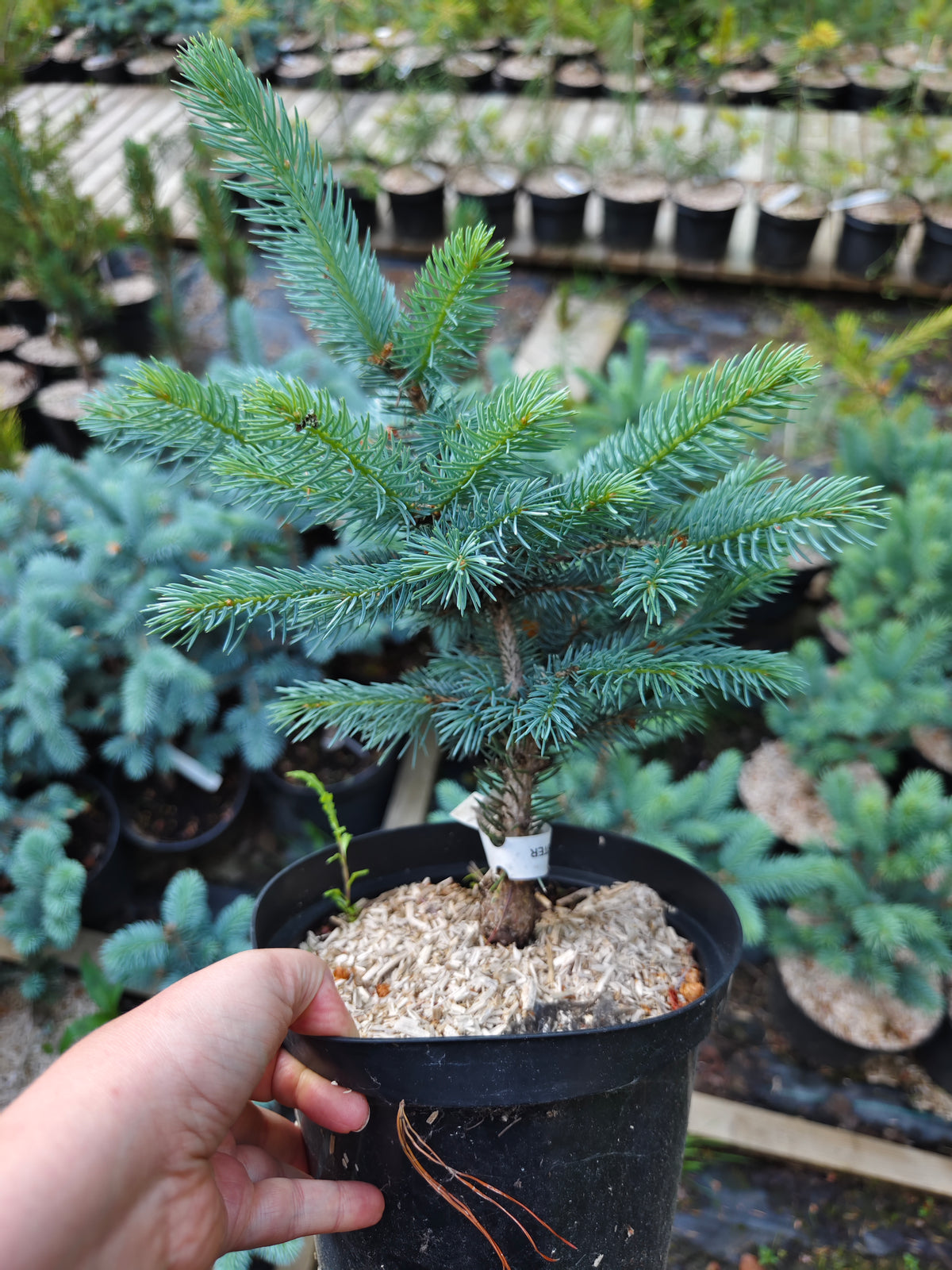 Picea Pungens 'Koster' – Blågran
