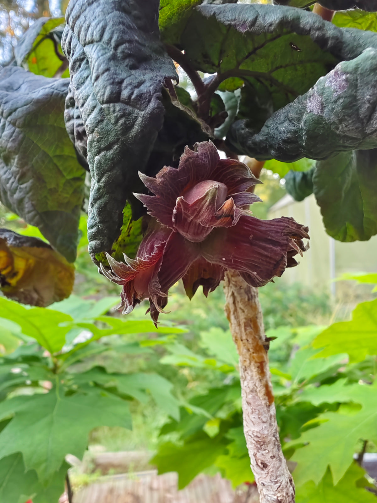Corylus avellana 'RED MAJESTIC' - 120- Rungolla Punapeikonpähkinä
