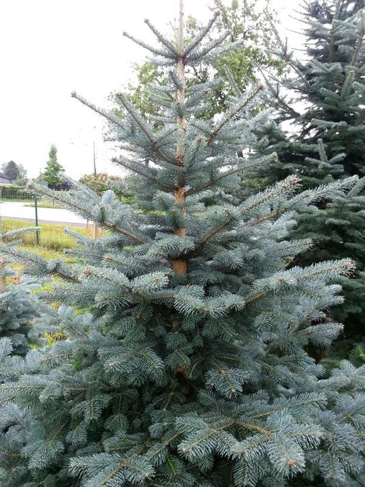 Abies lasiocarpa var. arizonica - Korkkilännenpihta