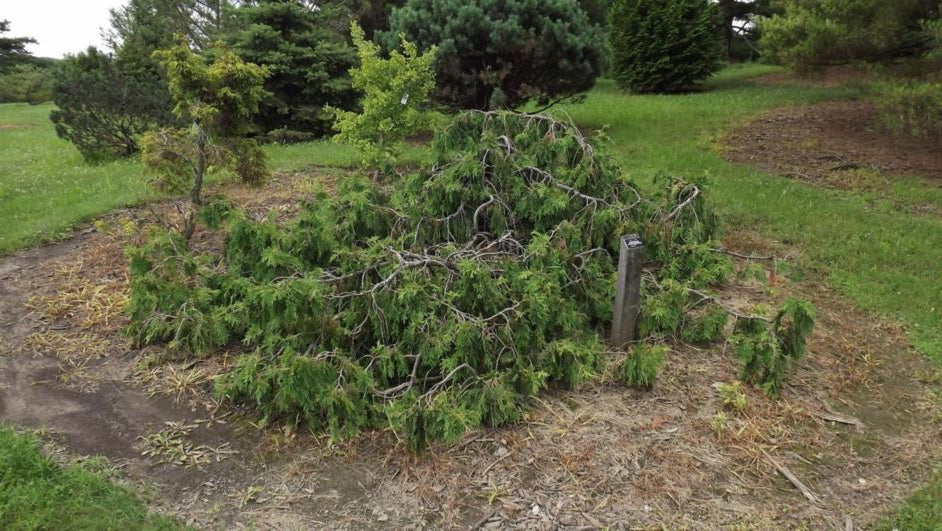 Thuja occidentalis 'Pendula' - Riippatuija