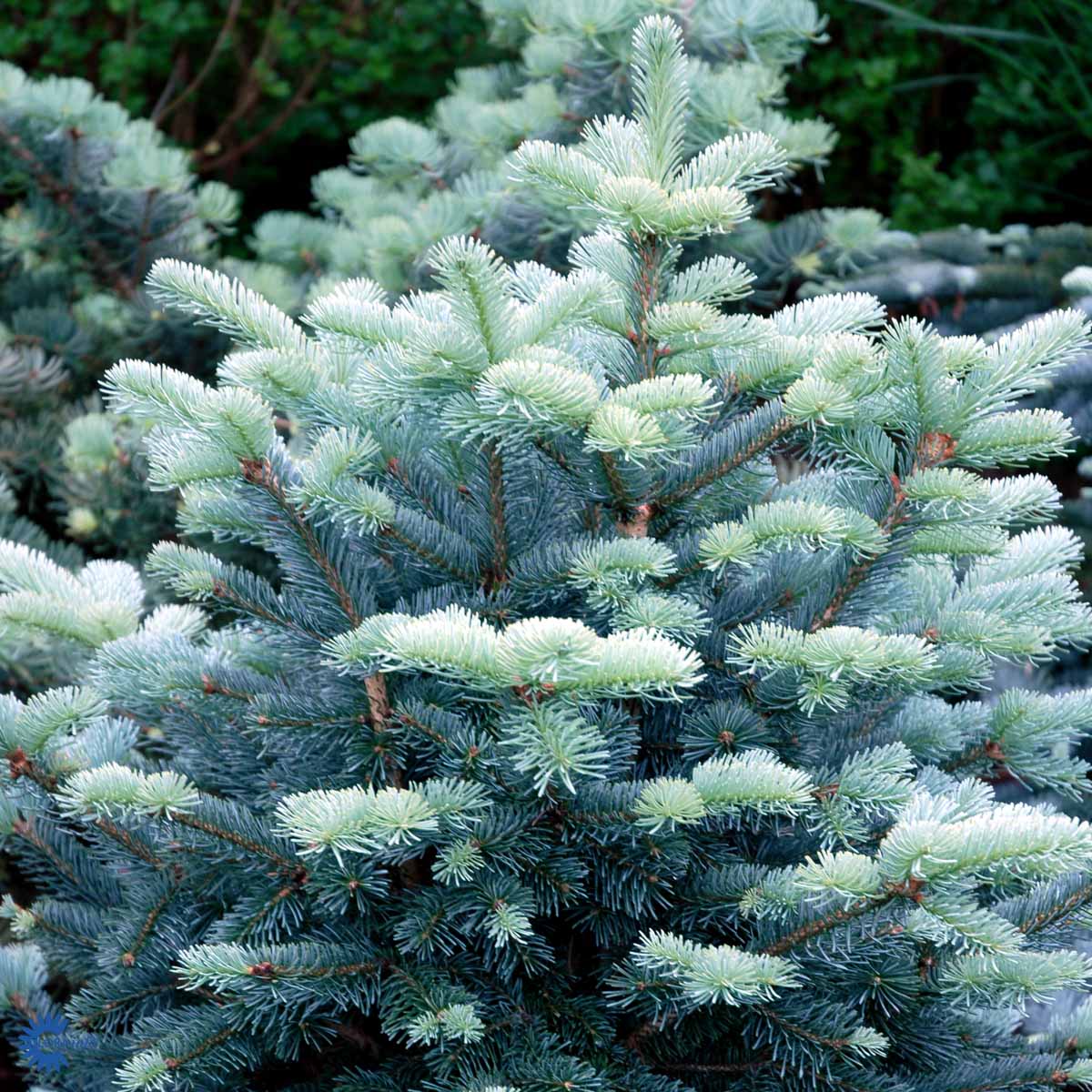 Abies lasiocarpa 'Compacta' - Kääpiölännenpihta