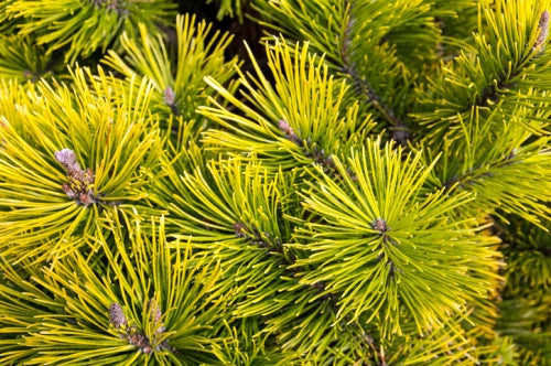 Pinus mugo 'Wintergold' - Kääpiökultavuorimänty