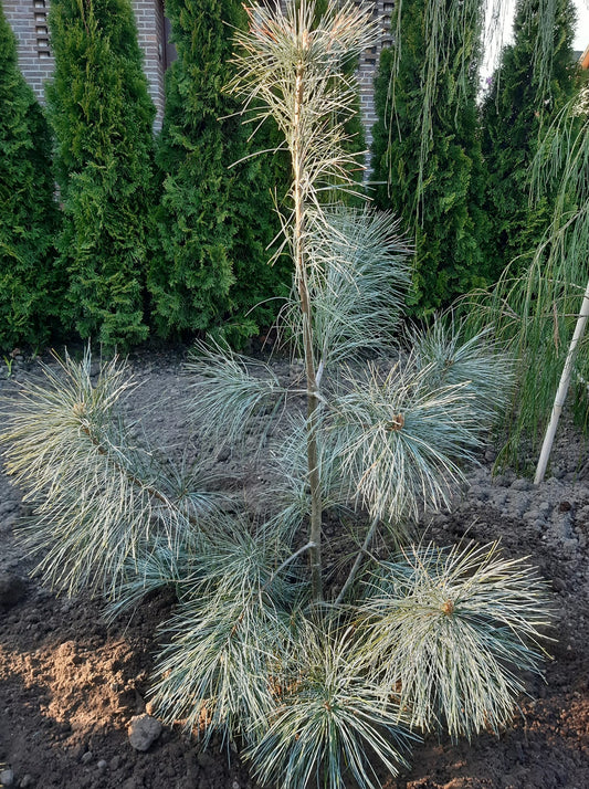 Pinus strobus 'Himmelblau' - Strobusmänty