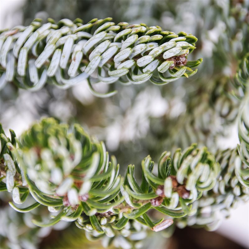 Abies koreana 'Silberlocke' - Kääpiökoreanpihta