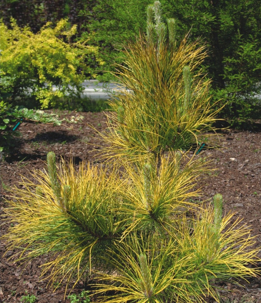 Pinus nigra 'Goldfingers' - Mustamänty