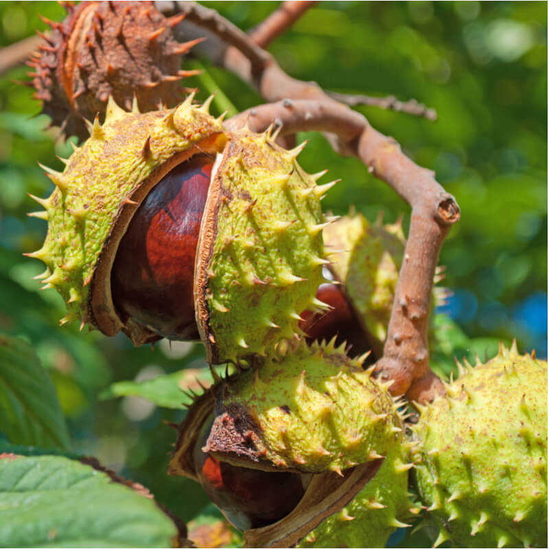 Aesculus hippocastanum - Hevoskastanja