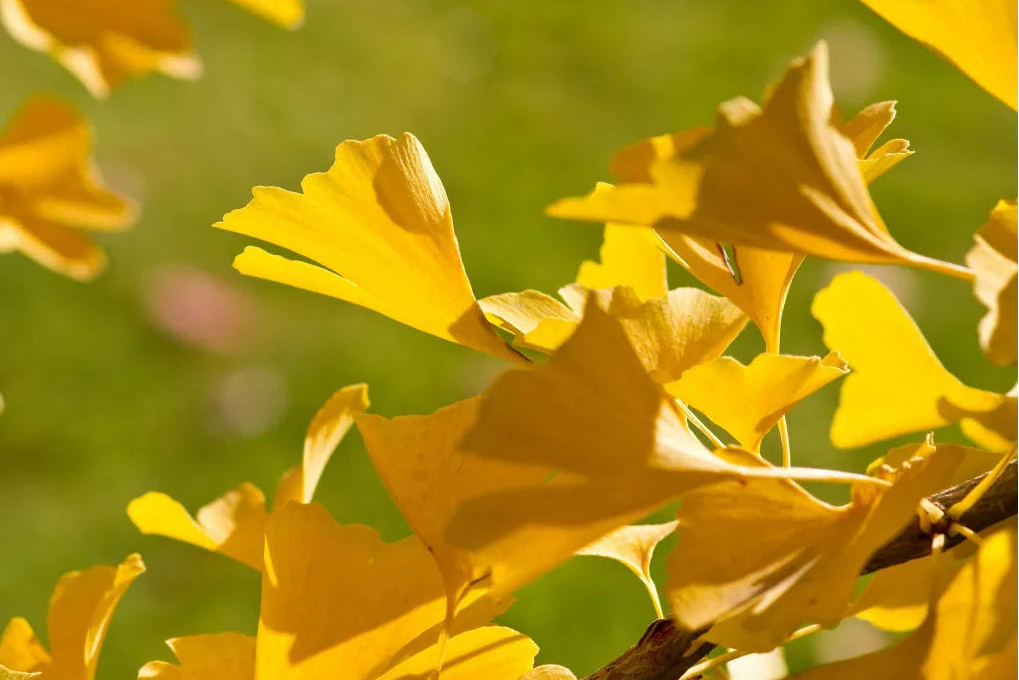 Ginkgo biloba - Neidonhiuspuu