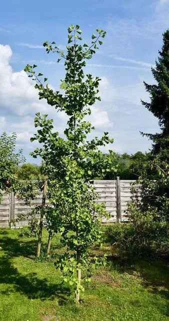 Ginkgo biloba - Neidonhiuspuu