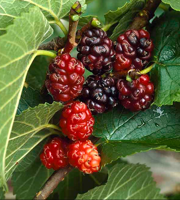 Morus nigra - Mustamulperi