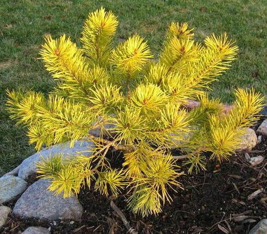 Pinus sylvestris "Aurea Nisbet" - Keltamänty