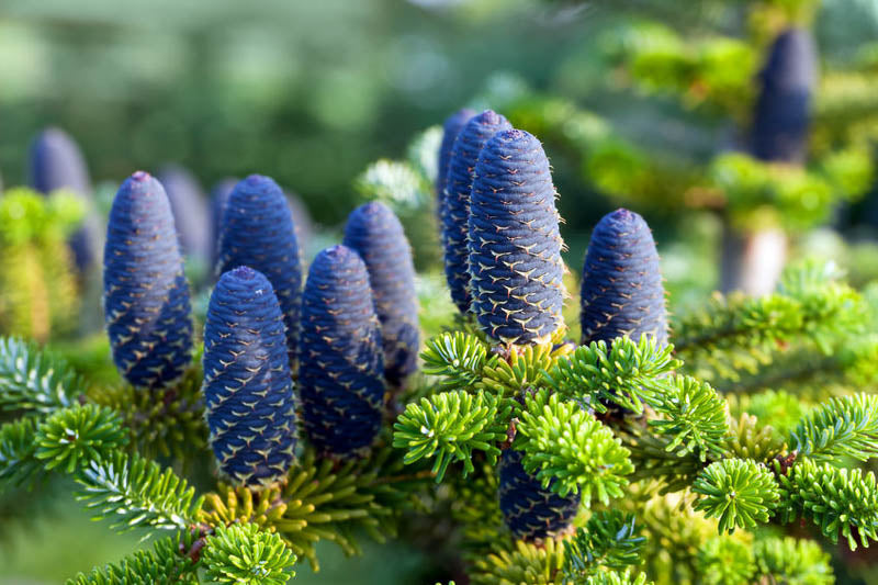 Abies nordmanniana - Kaukasianpihta
