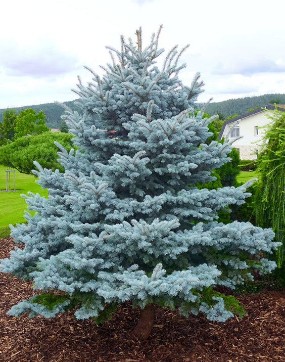Picea pungens 'Blue Mountain' - Sinikuusi