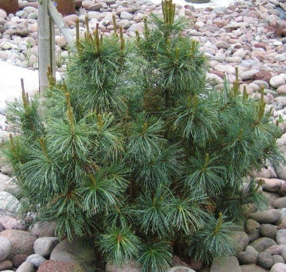 Pinus pumila 'Glauca' - Pensassembra