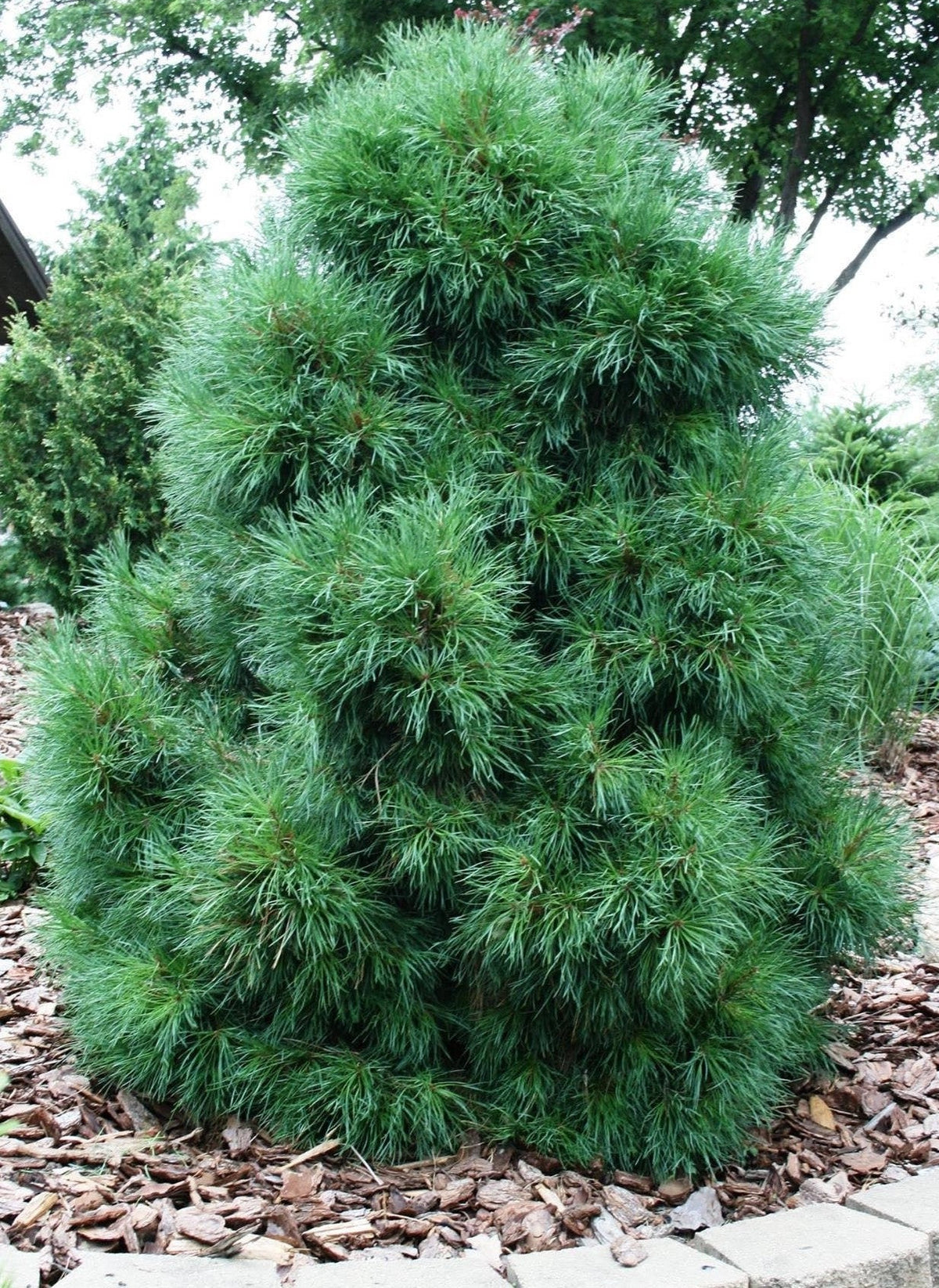 Pinus sylvestris 'Globosa Viridis' - Mänty