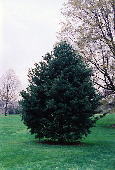 Pinus Flexilis 'Glauca' - Kalliovuortensembra