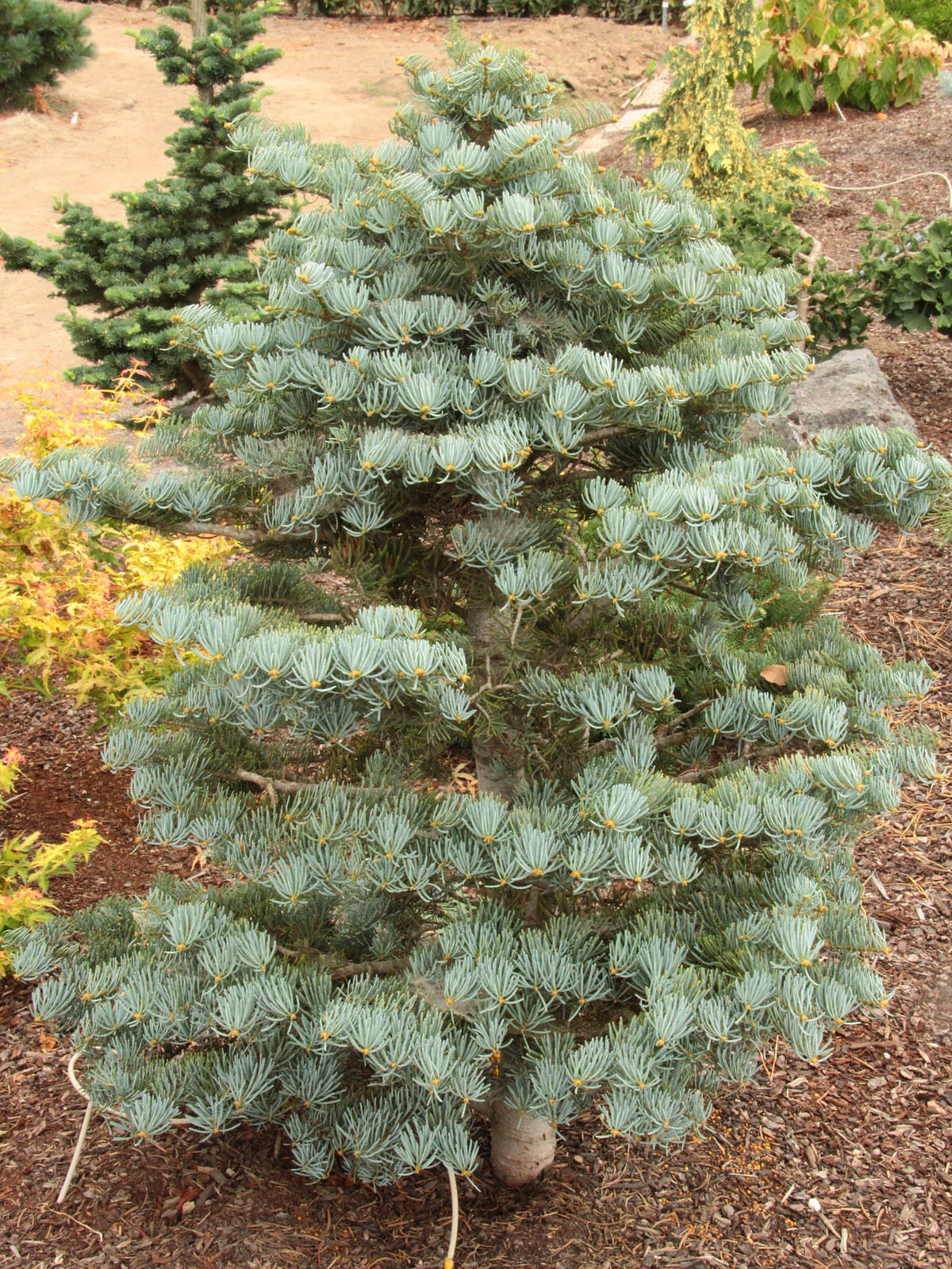 Abies concolor ‘Archer’s Dwarf’ - Kääpiöharmaapihta
