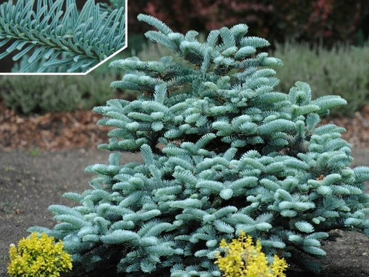 Abies pinsapo 'Glauca' - Espanjanpihta