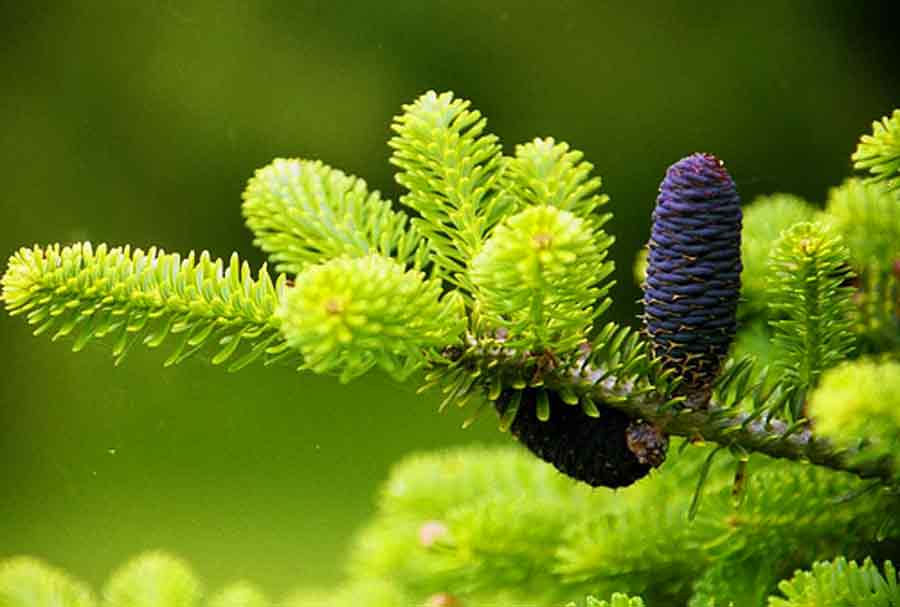 Abies pinsapo 'Aurea' - Espanjanpihta