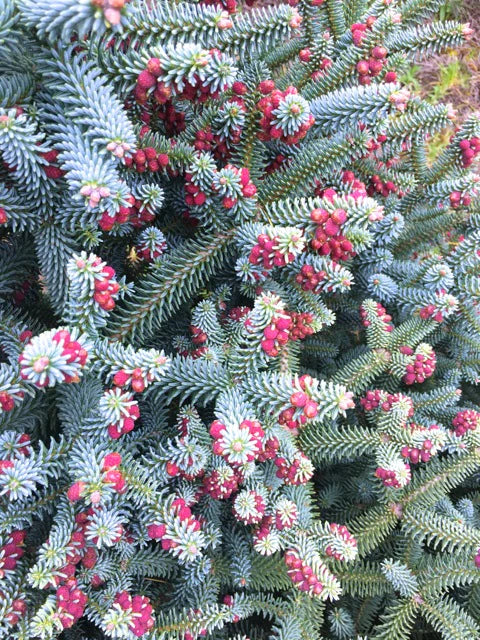 Abies pinsapo 'Glauca' - Espanjanpihta