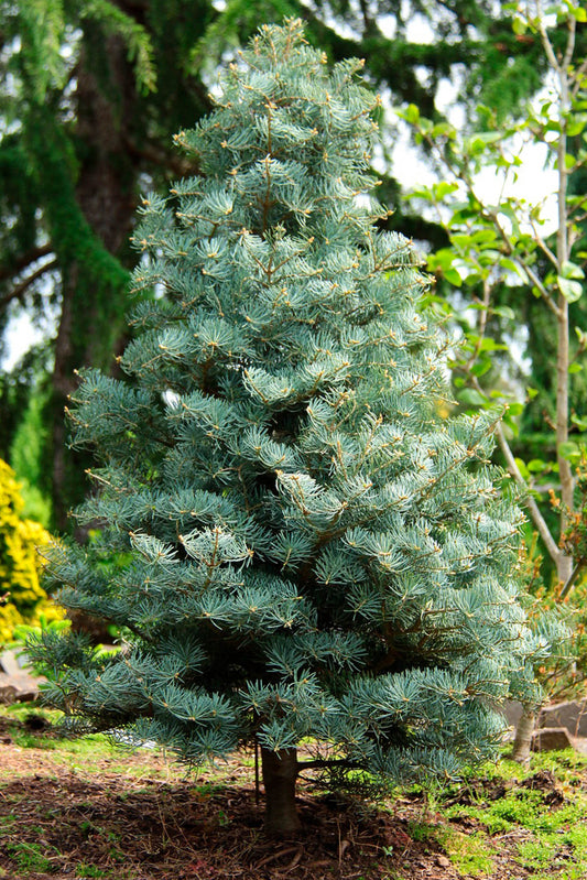 Abies concolor ‘Archer’s Dwarf’ - Kääpiöharmaapihta