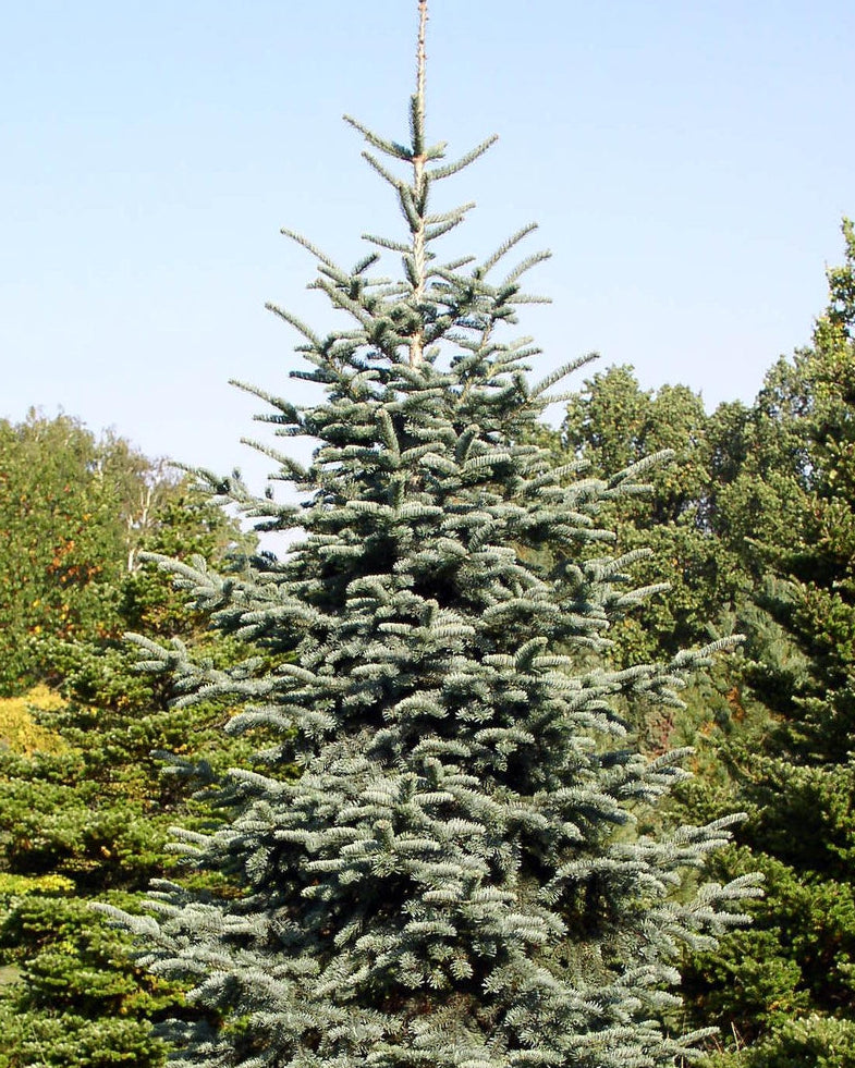 Abies procera - Aitopihta (Kuningaspihta)