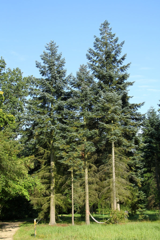 Abies procera - Aitopihta (Kuningaspihta)