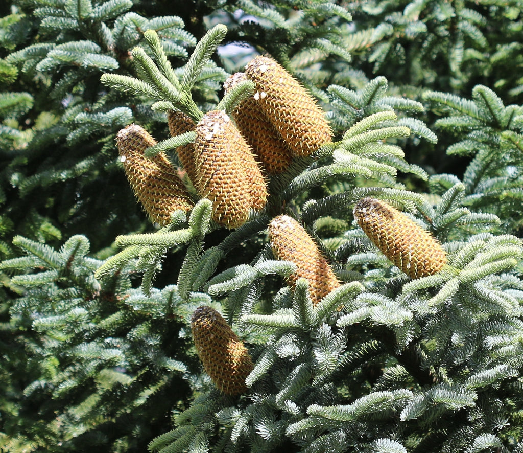 Abies procera - Aitopihta (Kuningaspihta)