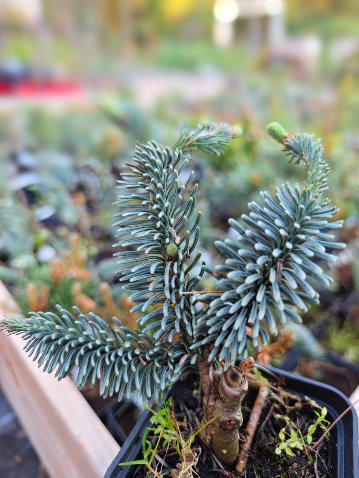 Abies procera 'Glauca' - Aitopihta, Jalopihta (Kuningaspihta)