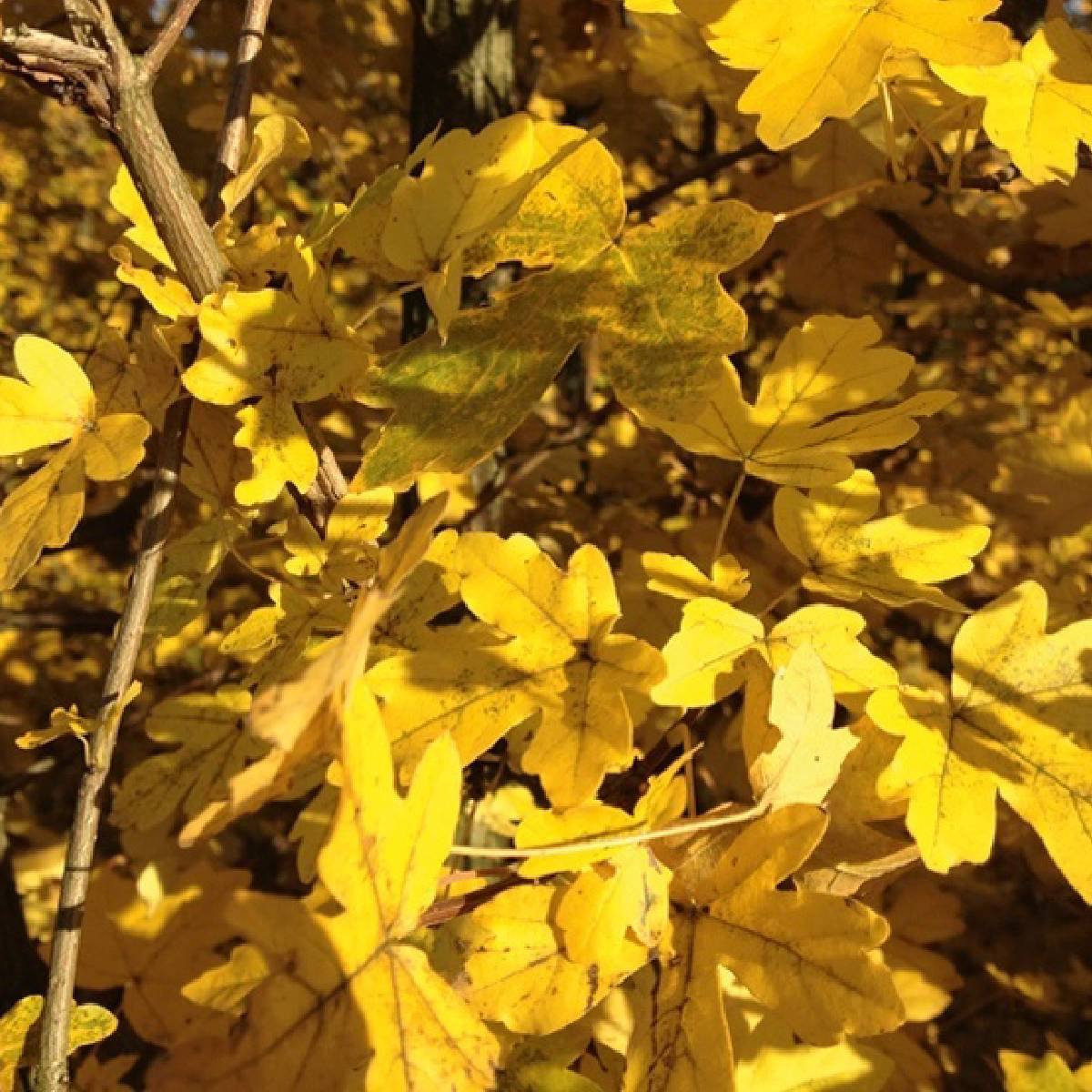 Acer campestre - Niverävaahtera