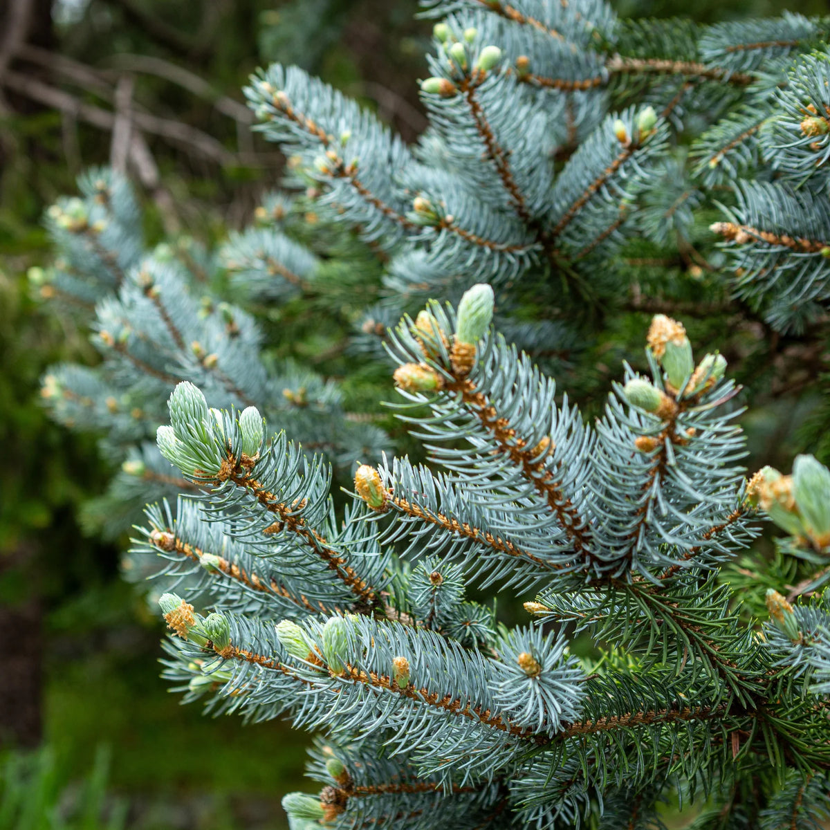 Picea pungens 'Iseli Foxtail' - Sinikuusi