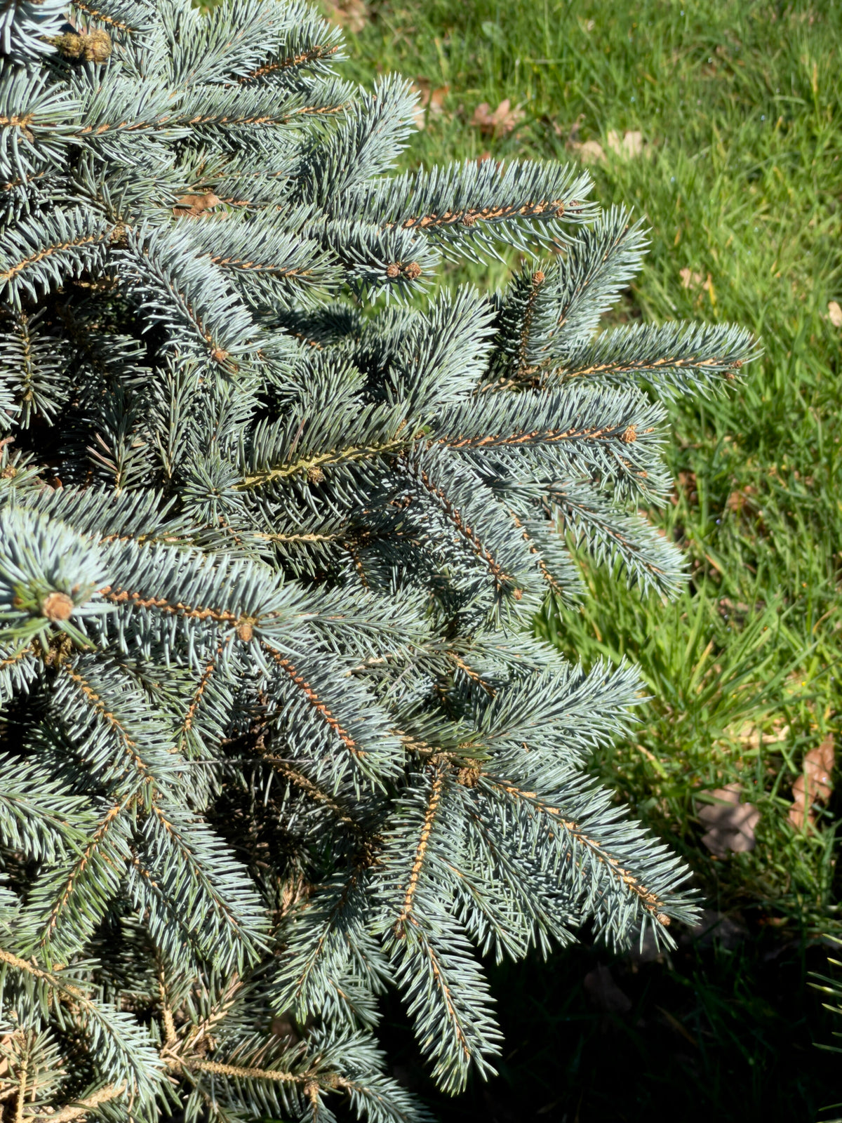 Picea pungens 'Erich Frahm' - Sinikuusi