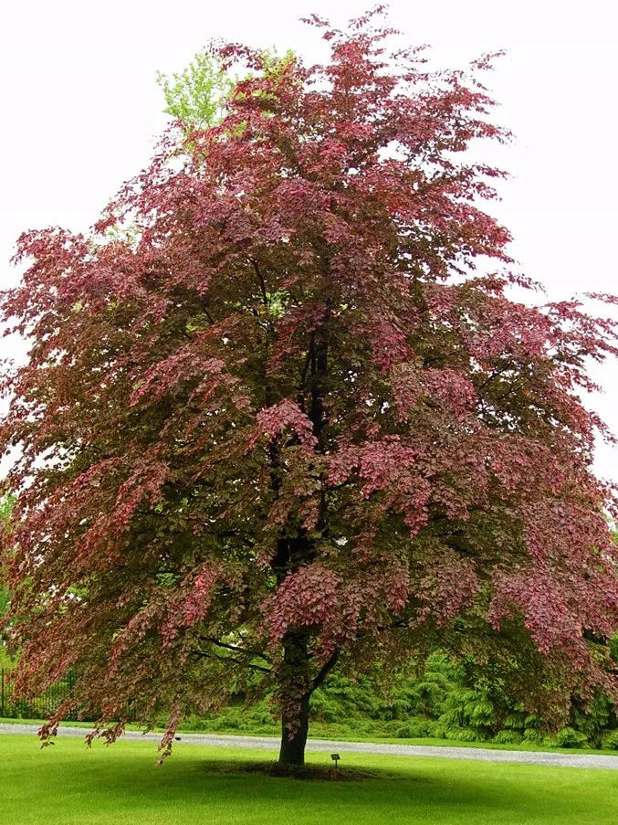 Fagus sylvatica 'Roseomarginata' (Purpurea Tricolor) - Kirjopunapyökki