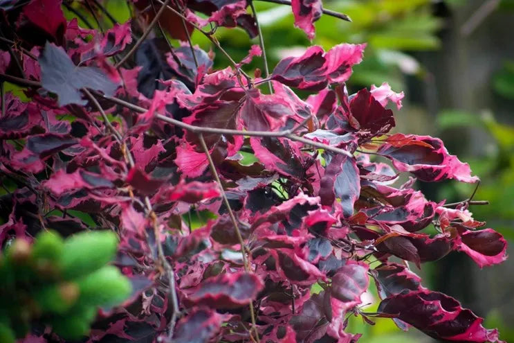 Fagus sylvatica 'Roseomarginata' (Purpurea Tricolor) - Kirjopunapyökki