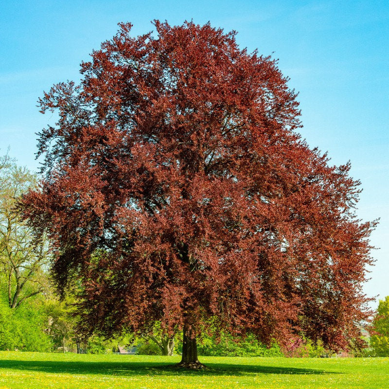 Fagus sylvatica 'Atropurpurea' - Blodbok