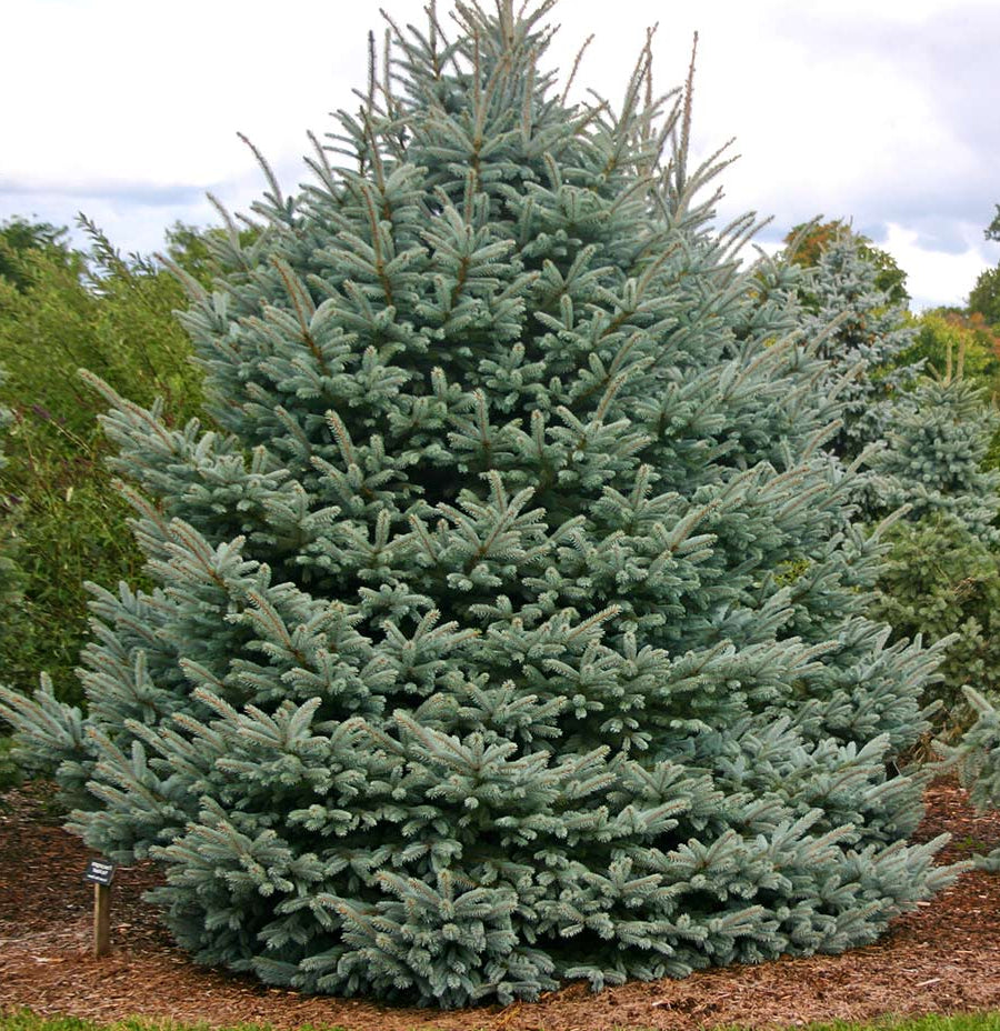 Picea pungens 'Fat Albert' - Sinikuusi / Okakuusi / Hopeakuusi